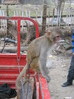Домашняя обезьянка с чупа-чупсом