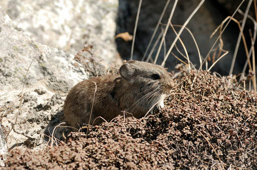 DSC_9001_1.jpg