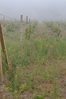 виноградники в утреннем тумане