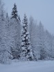 рождественский лес :)