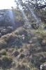 цветок крокуса в лучах весеннего солнца на склоне плато Чатыр-Даг
